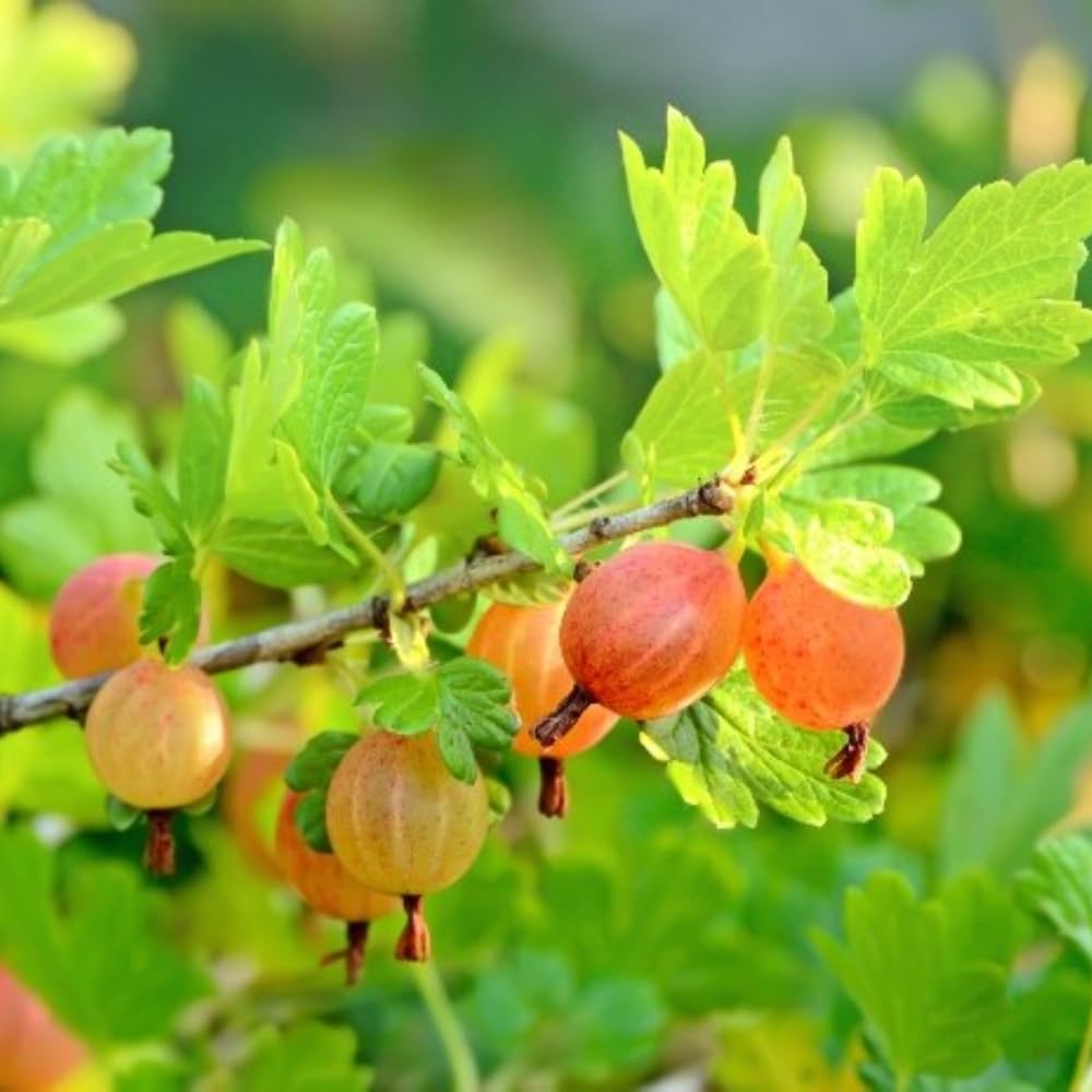 Gooseberry Bush Live Plant Well Rooted, 5-9 Inch Tall, Sweet Gooseberry Plant Live for Planting
