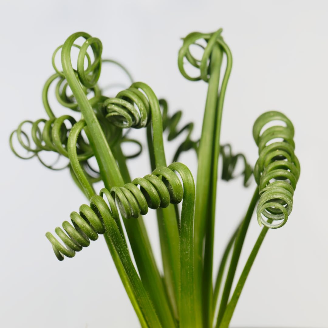Rare Albuca Spiralis Plant Live in 3" Pot, Corkscrew Frizzle Sizzle Houseplant Ornamental Albuca Spiralis, Curly Grass Succulent Live Plant