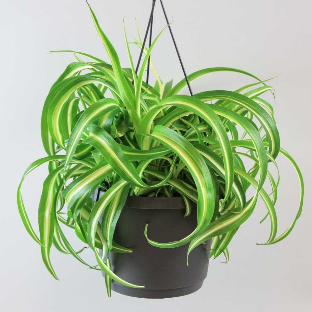 Curly Spider Plant Live Plant in 3.5 Inch Pot, Indoor Houseplant with Curled Leaves, Easy Care Spider Plant for Home Office Decor