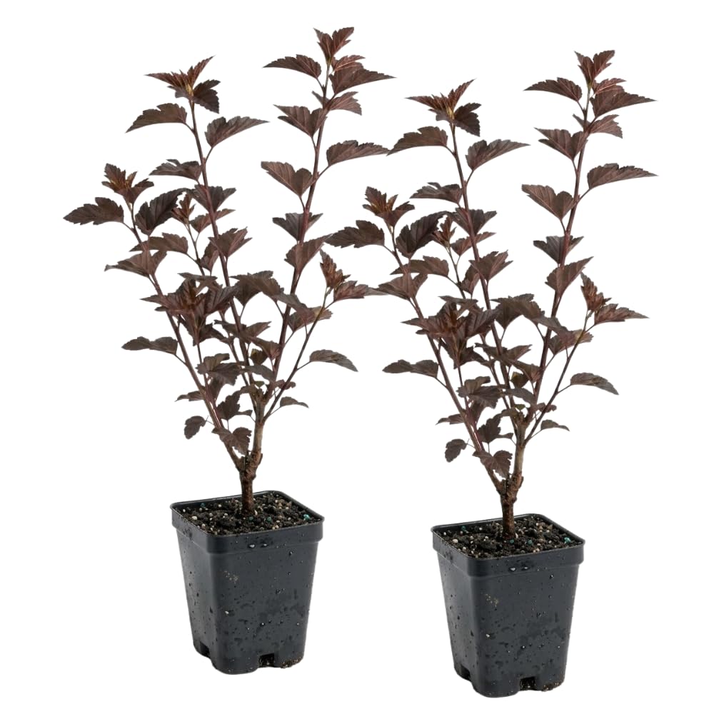2 Live Ninebark Shrub Plant, 12-18" Tall in 2.5 Inch Pot, Easy to Grow, Resilient Flowering Foliage for Garden Rows and Landscapes