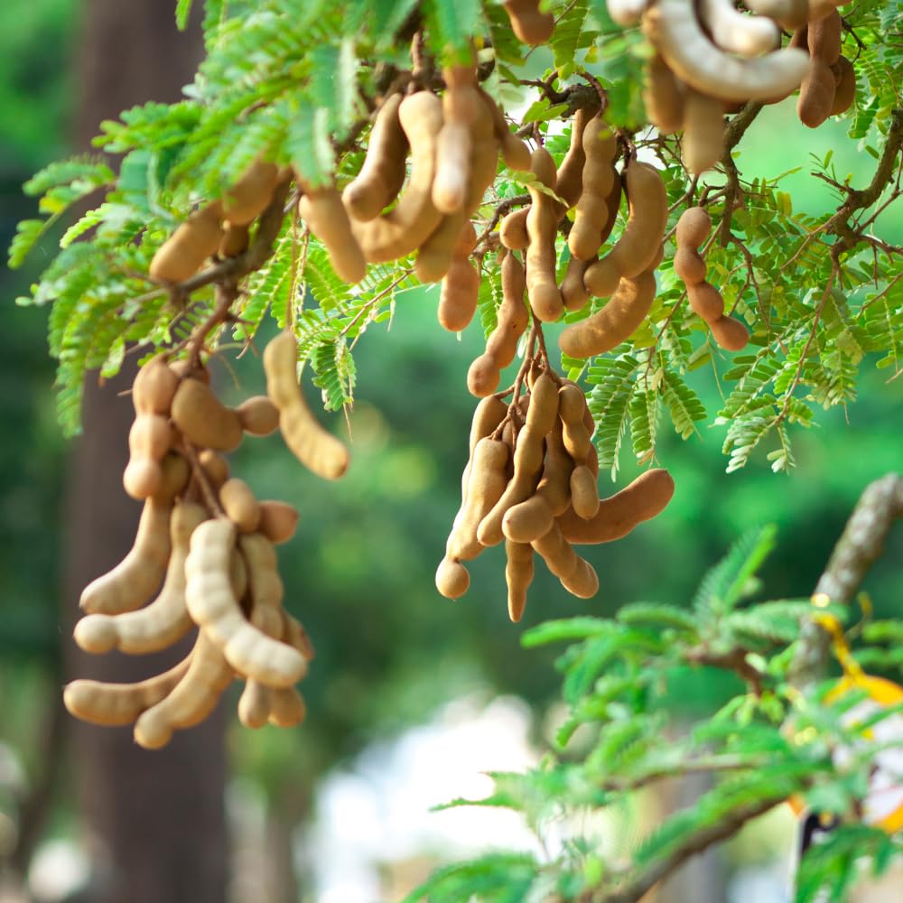 Tamarind Tree Live Plant, Sweet Tamarind Plant Live, Well Rooted 3 Feet Tall, 3 Gallon Pot, Tropical Fruit Tree for Patio and Garden