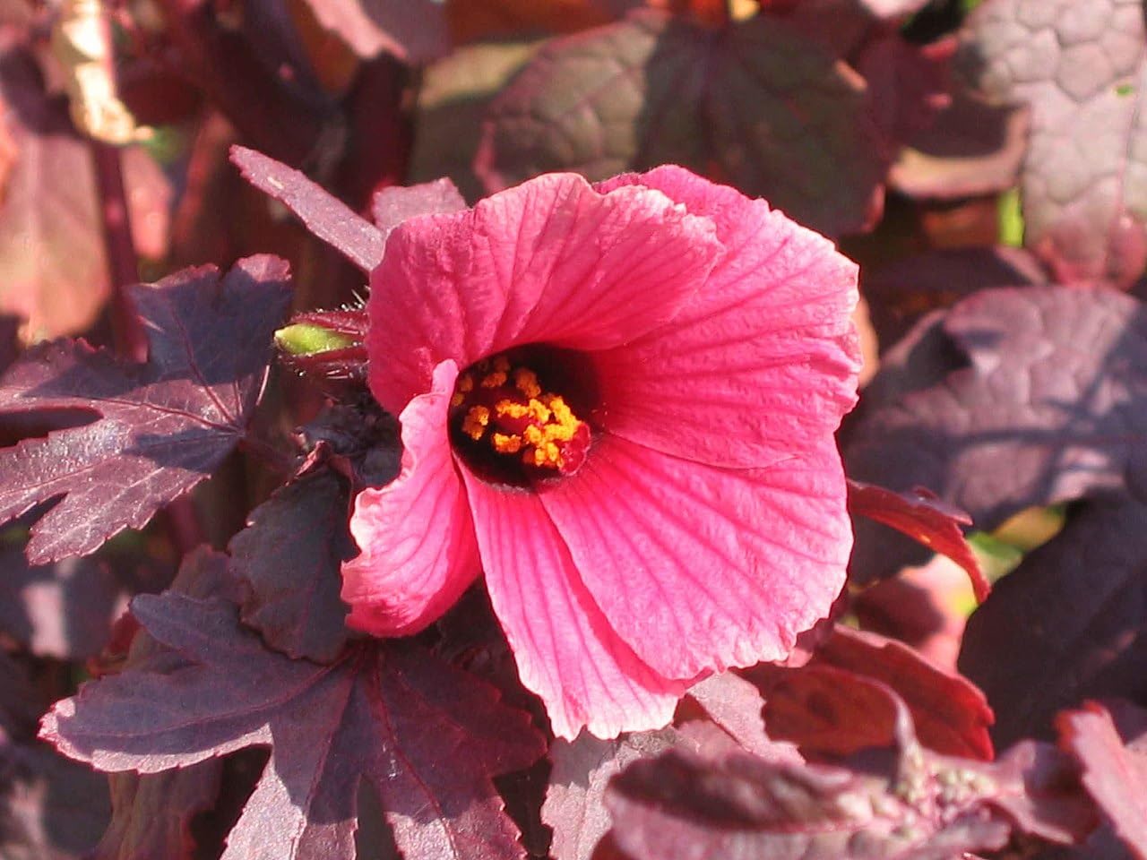 PLANT NOOK Cranberry Hibiscus (Hibiscus acetosella) Live Plant Starter | Deep Burgundy Red Foliage, Edible Tart Leaves | Container Friendly, Full Sun to Partial Shade | Pollinator Garden Plant