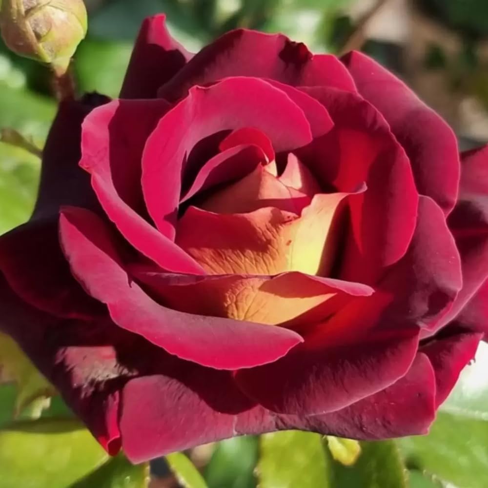 Rose Bush Live Plant, Fragrant Hybrid Tea Rose Flowers Well Rooted Plant, 5-10 Inc Tall for Planting Indoor Outdoor (Dark Night Rose)