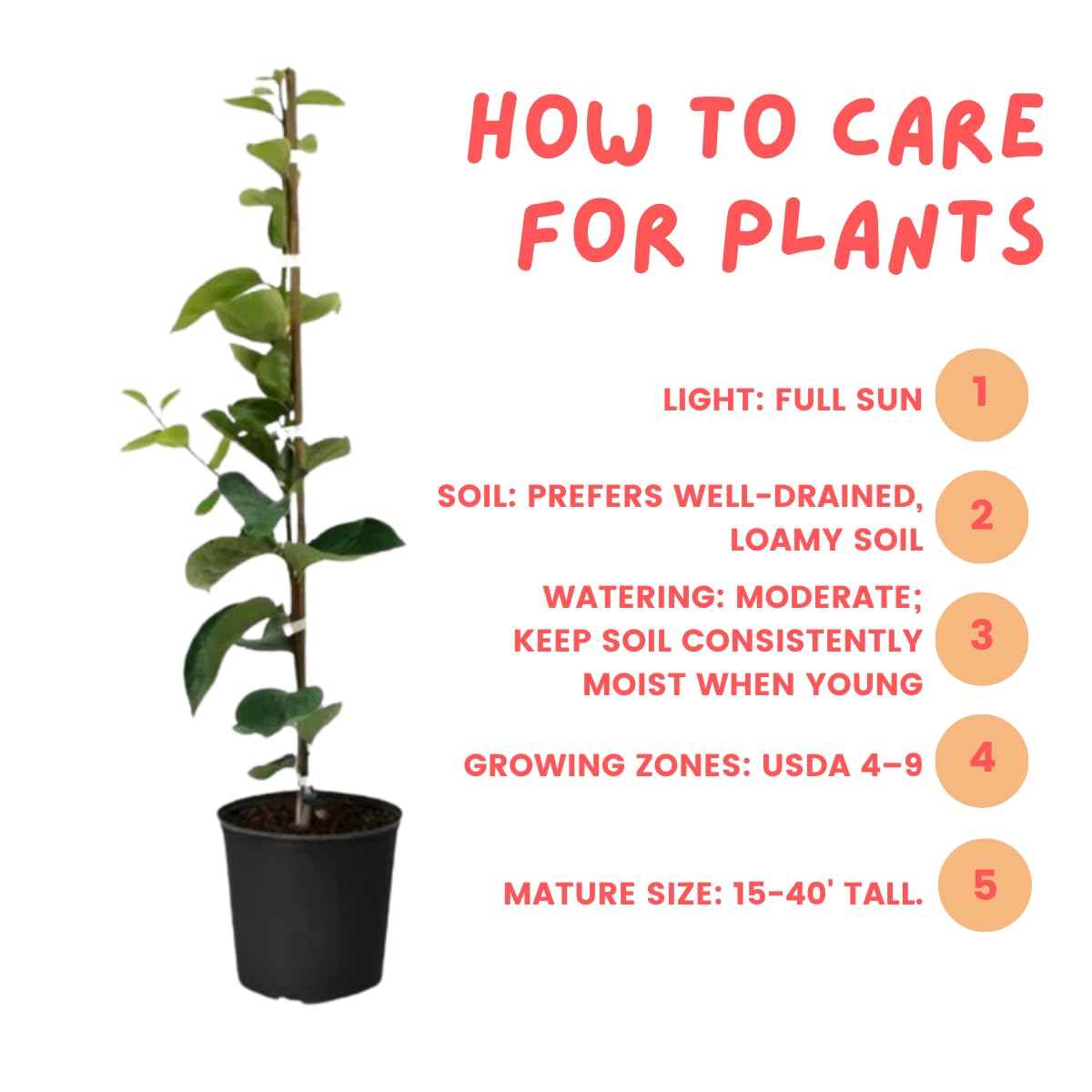 Persimmon Tree Live Plant, 6-12 Inch Tall Plant Well Rooted in Quart Pot, 1 Year Old, Dormant in Winter