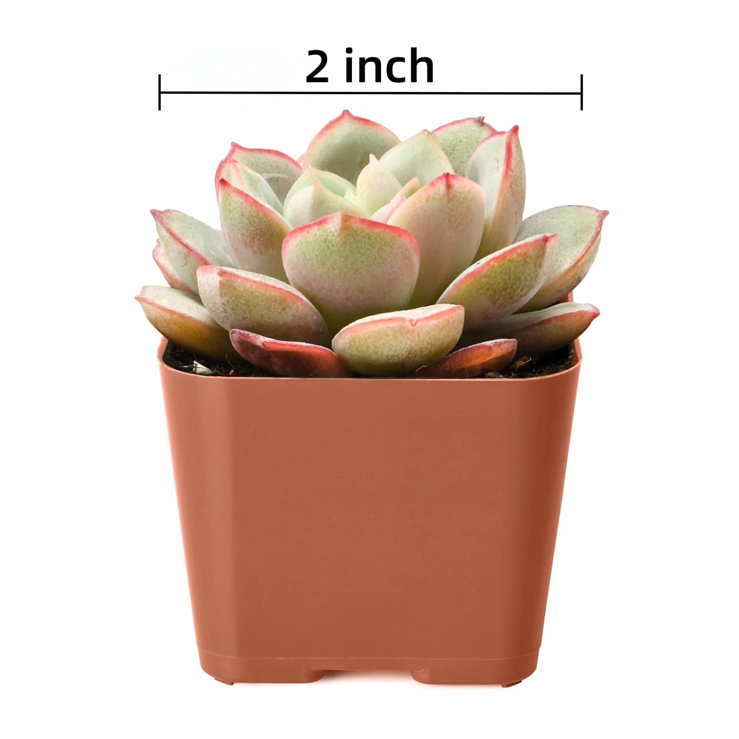 Succulent Plants (4 Pack), Live Succulents Fully Rooted in 2" Grower Pots, Unique Potted House Plant for DIY, Home Decor, Wedding Party Favor (Common Varieties)