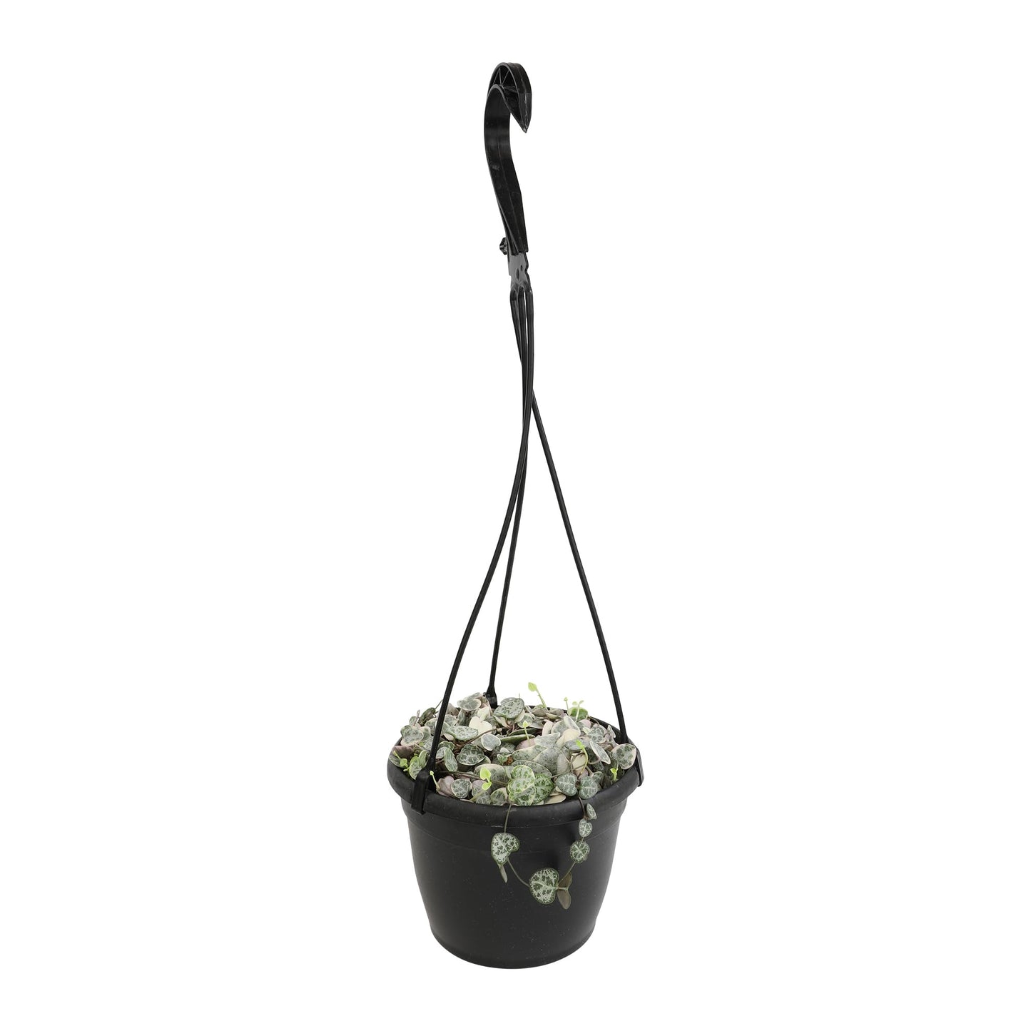Variegated String of Hearts Hanging Basket, Ceropegia linearis Woodii, String of Hearts Plant Live Succulents Plants Live Houseplants, House Plants Indoors Live Indoor House Plants by Plants for Pets