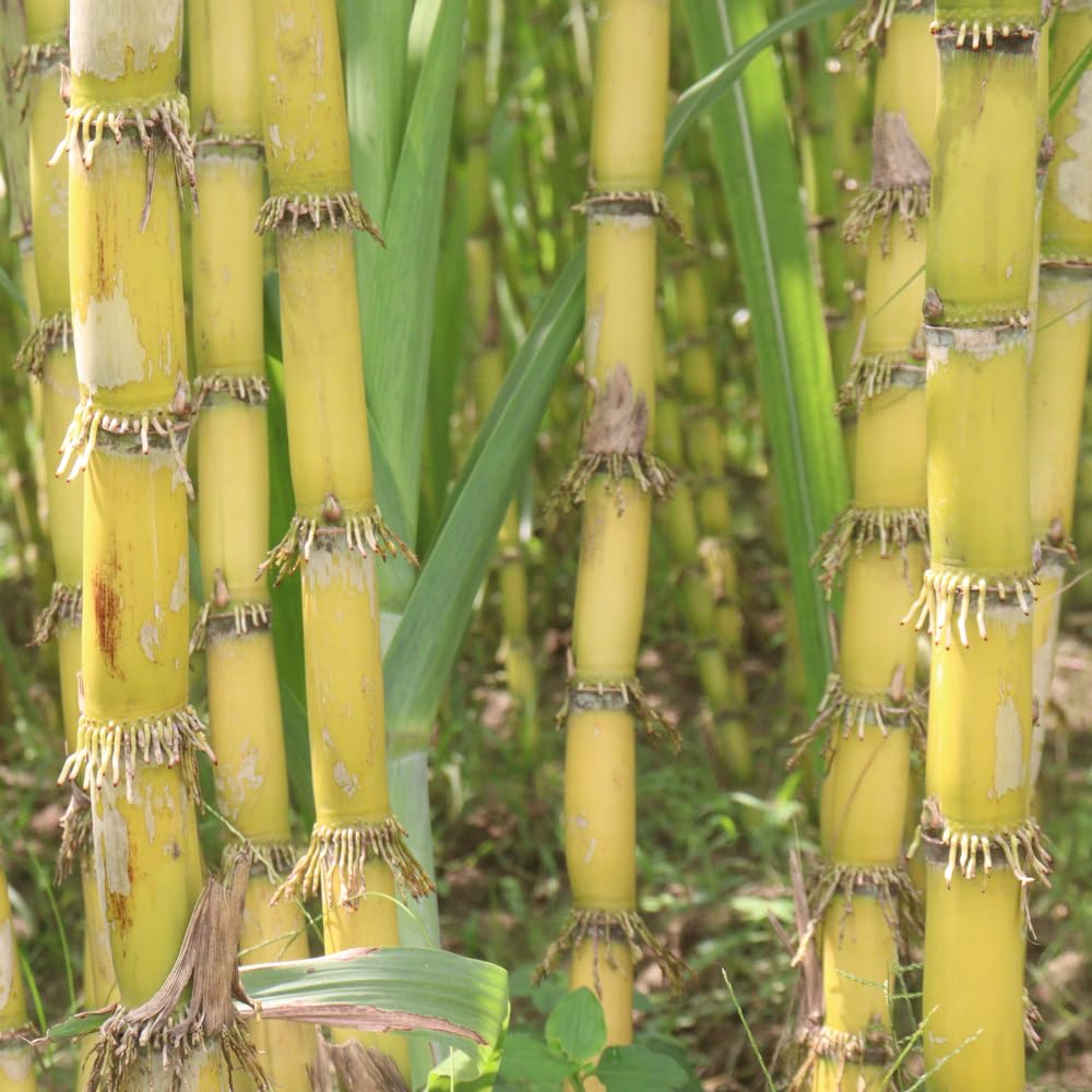 Set 20 Green Sugar Cane Plant Cuttings, 3-5" Unrooted Cuttings, Sweet Sugar Cane Live Plant Cuttings for Planting Outdoor Garden, No Ship to CA