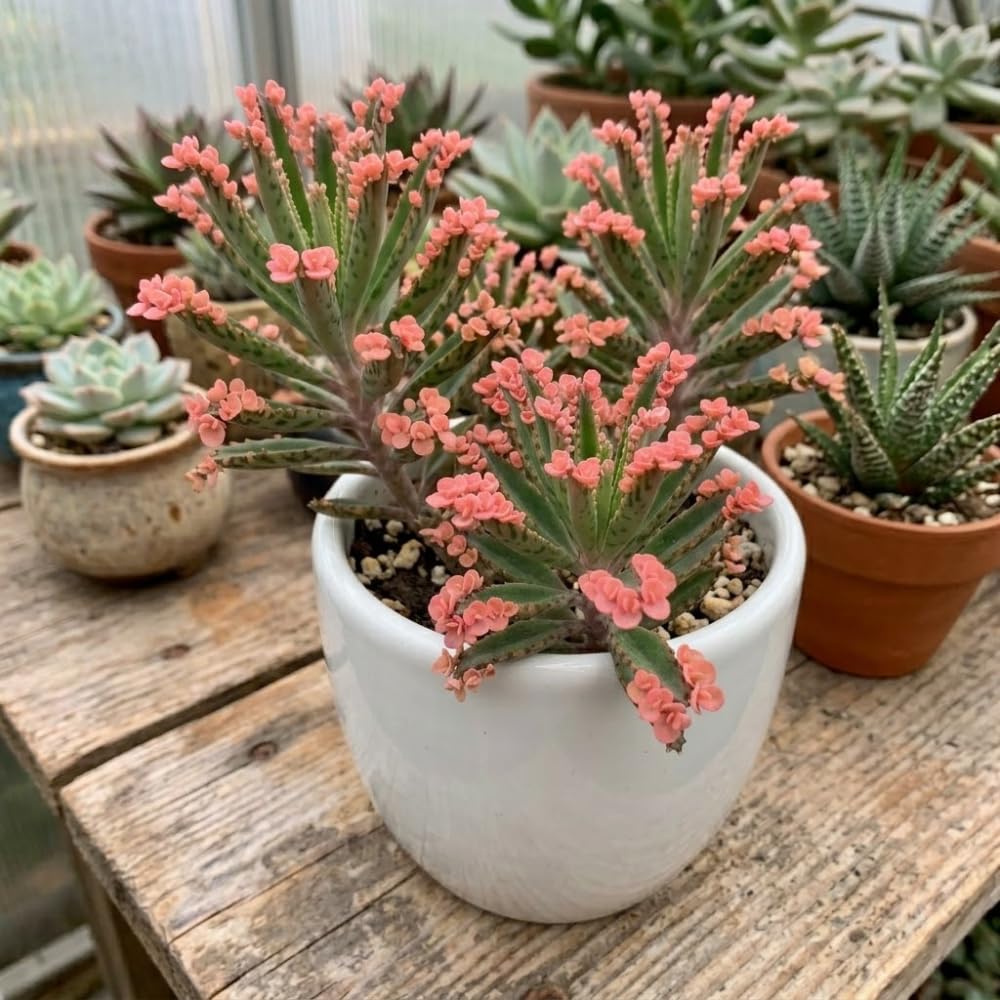 Kalanchoe Pink Butterfly Live Plant, 2" Pot, Exotic Pink Plantlets for Home and Office Desk Decor, Unique Succulent Houseplant, Easy-Care Indoor Decorative Plant