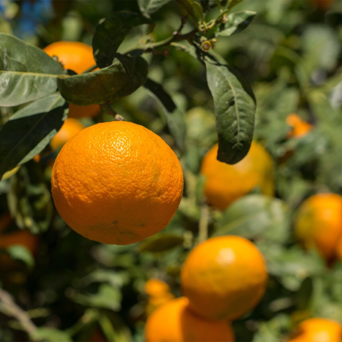 Satsuma Mandarin Tree - 2-5 Inch Tall Live Plant - Potted Seedling - Cold Hardy Orange Fruit Plant - Citrus reticulata 'Satsuma'