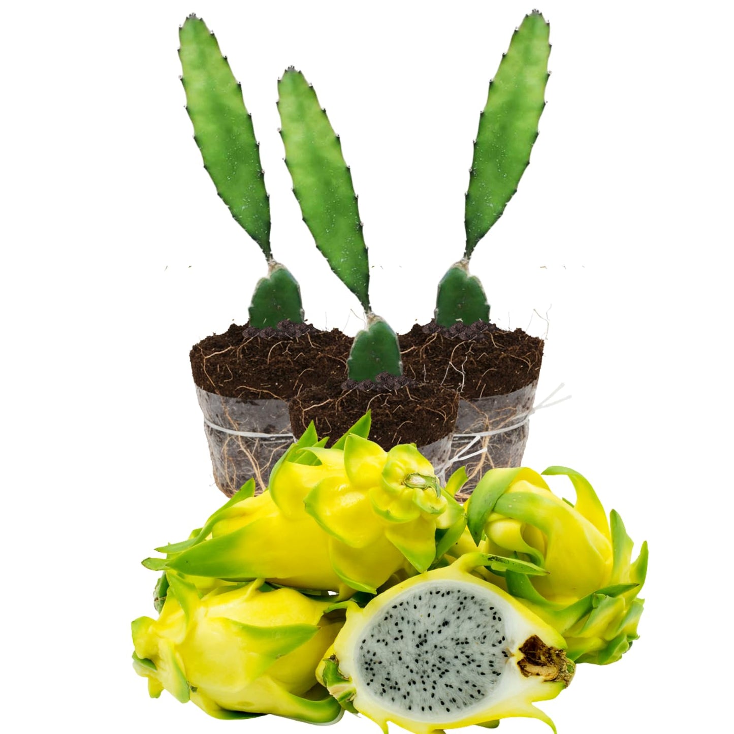 Set of 3 Yellow Dragon Fruit Plants Live, 4-7 Inches Tall, Tropical Dragonfruit Cactus Tree for Outdoor Spring Growing