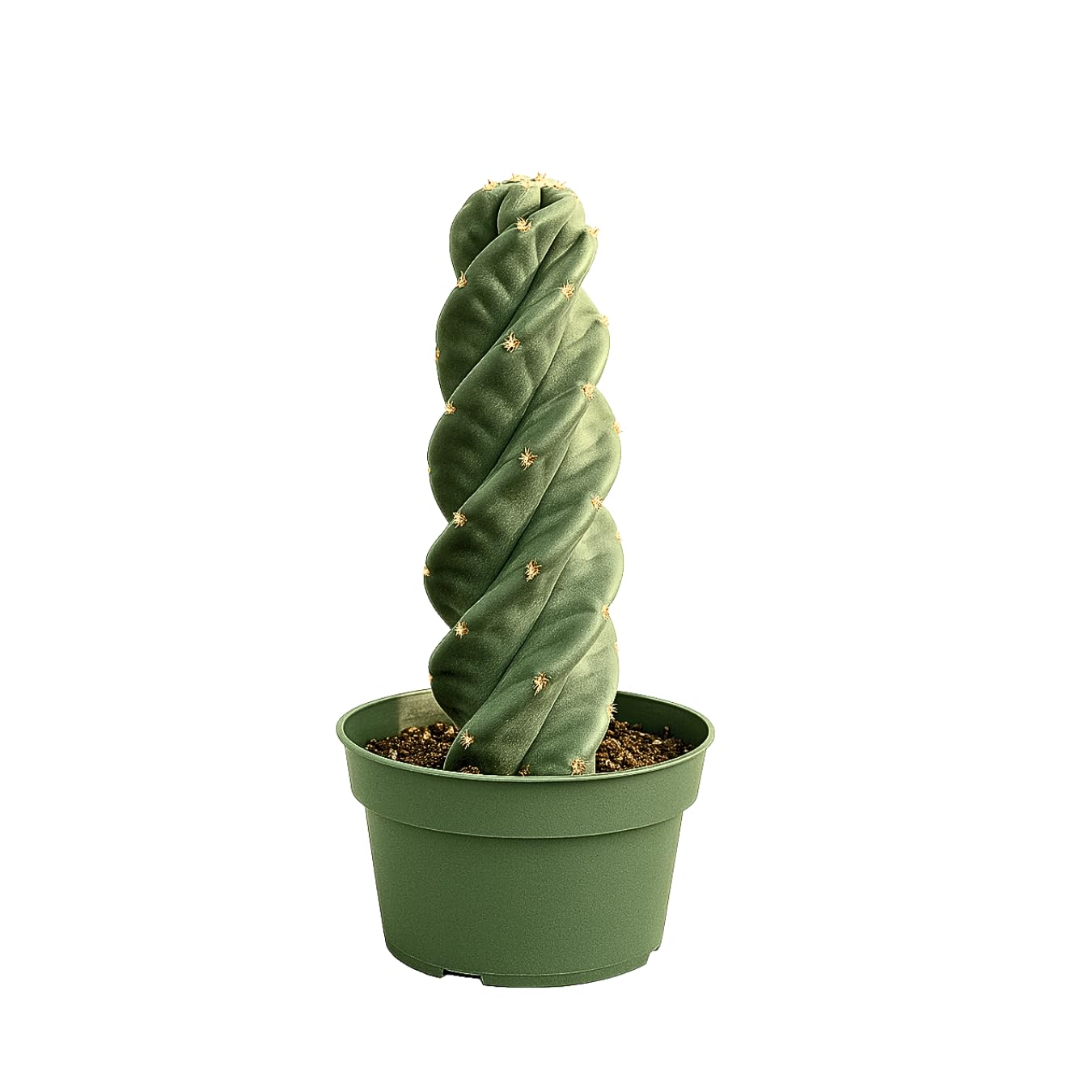 Spiral Cactus β Cereus Validus Spiralis β Rare Live Twisting Succulent, Fast-Growing & Drought-Tolerant β Exotic Statement Plant for Home & Garden (Cereus Validus Spiralis β 6-8 inches Height)