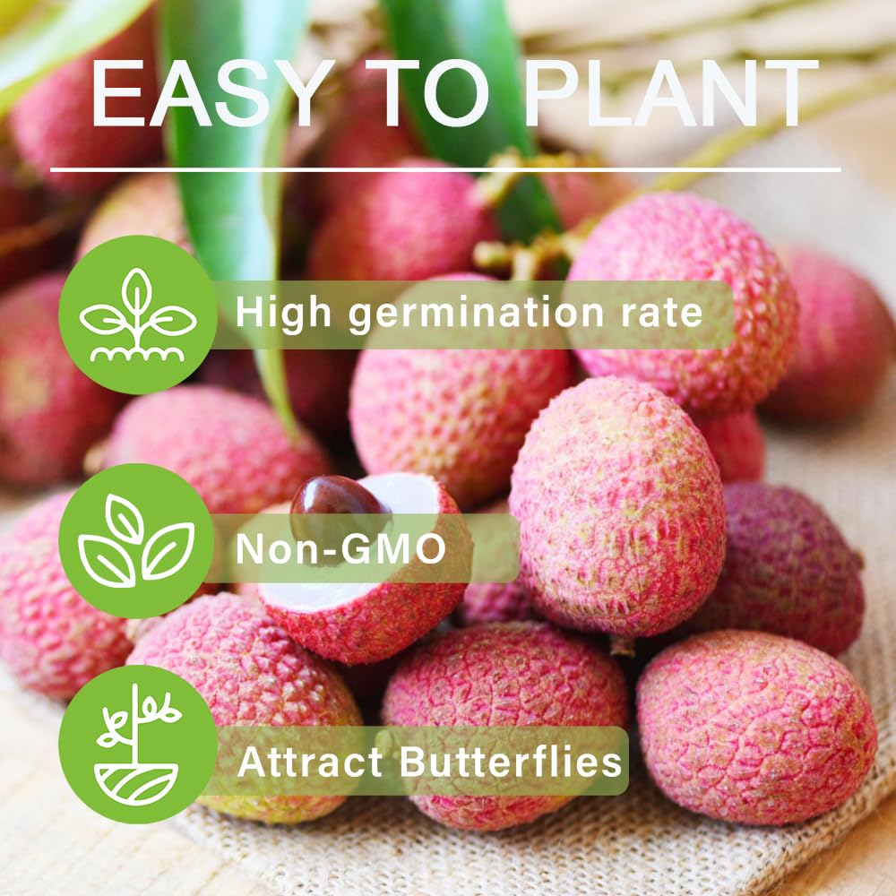 15+Lychee Tropical Fruit Seeds for Planting Outdoor- Non-GMO Heirloom Litchi Seed for Exotic Home Gardening-Perennial Psidium Guajava Exotic Fruit for Plant Indoor Bonsai Tree