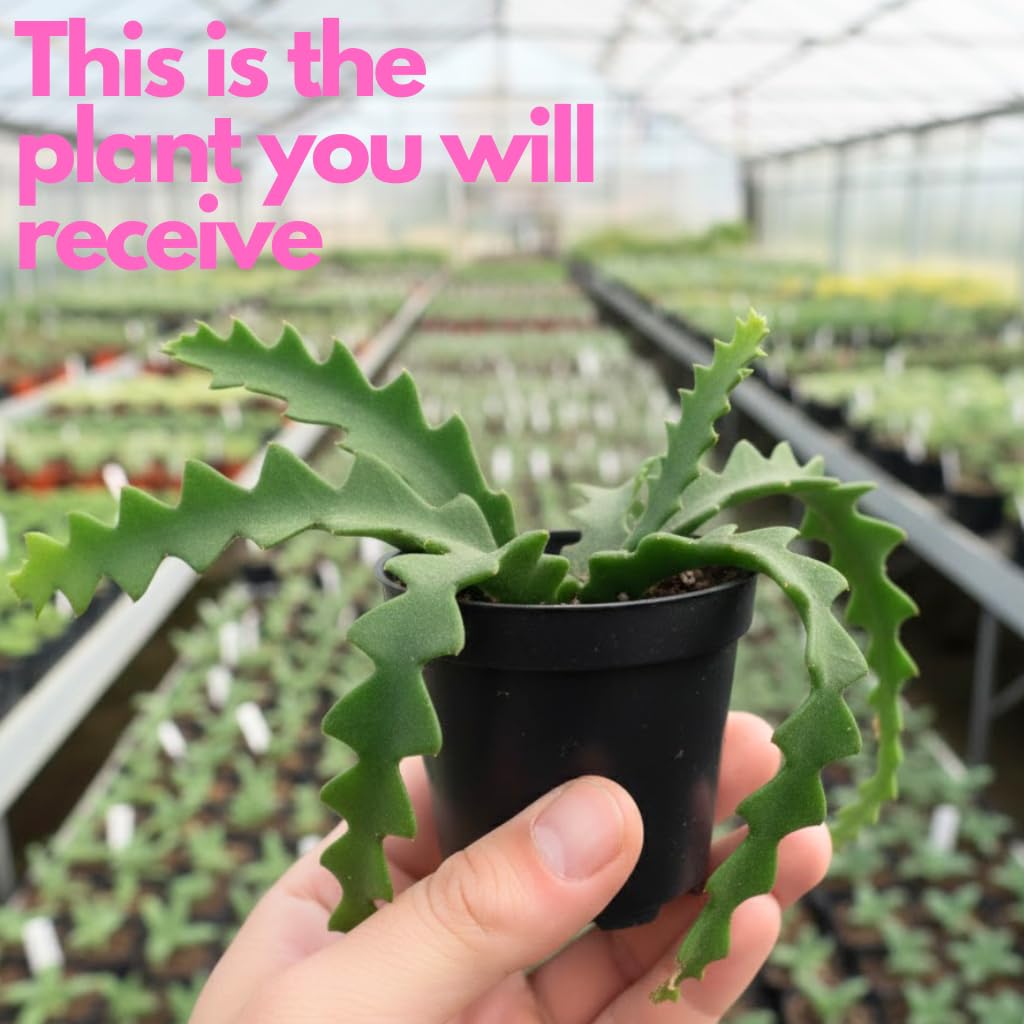 Fishbone Cactus Cactus Plant Live in 4 Inch Pot | Unique RIC Rac Bone Patterned Foliage | Easy-Care Indoor Tropical Houseplant | Ideal Gift for Plant Lovers