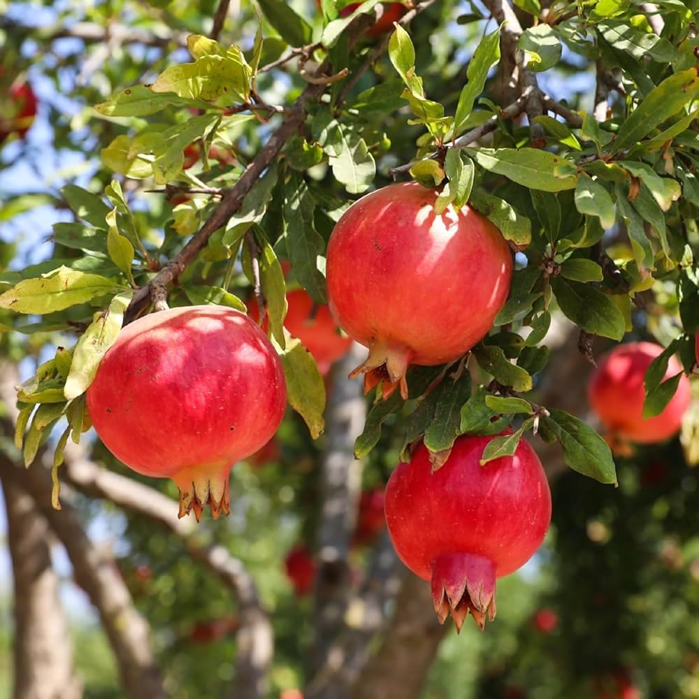 Nikitski Ranni Pomegranate Tree, Cold Hardy Variety, Live Fruit Plant for Home Gardens, Red Fruit Bearing (3 Gallon/Potted/Single Plant)