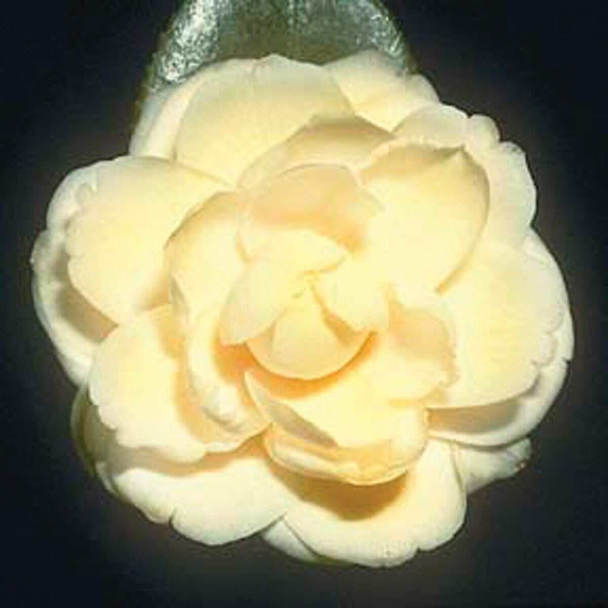Live Plant - Lemon Glow Unique Bloom Camellia Japonica-Live Starter Plant