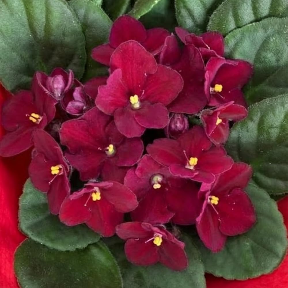 African Violets Plant Live in 4'' Pot, Fast-bloming Indoor Outdoot Flowering Plant with Vibrant Blooms (Red African Violet)