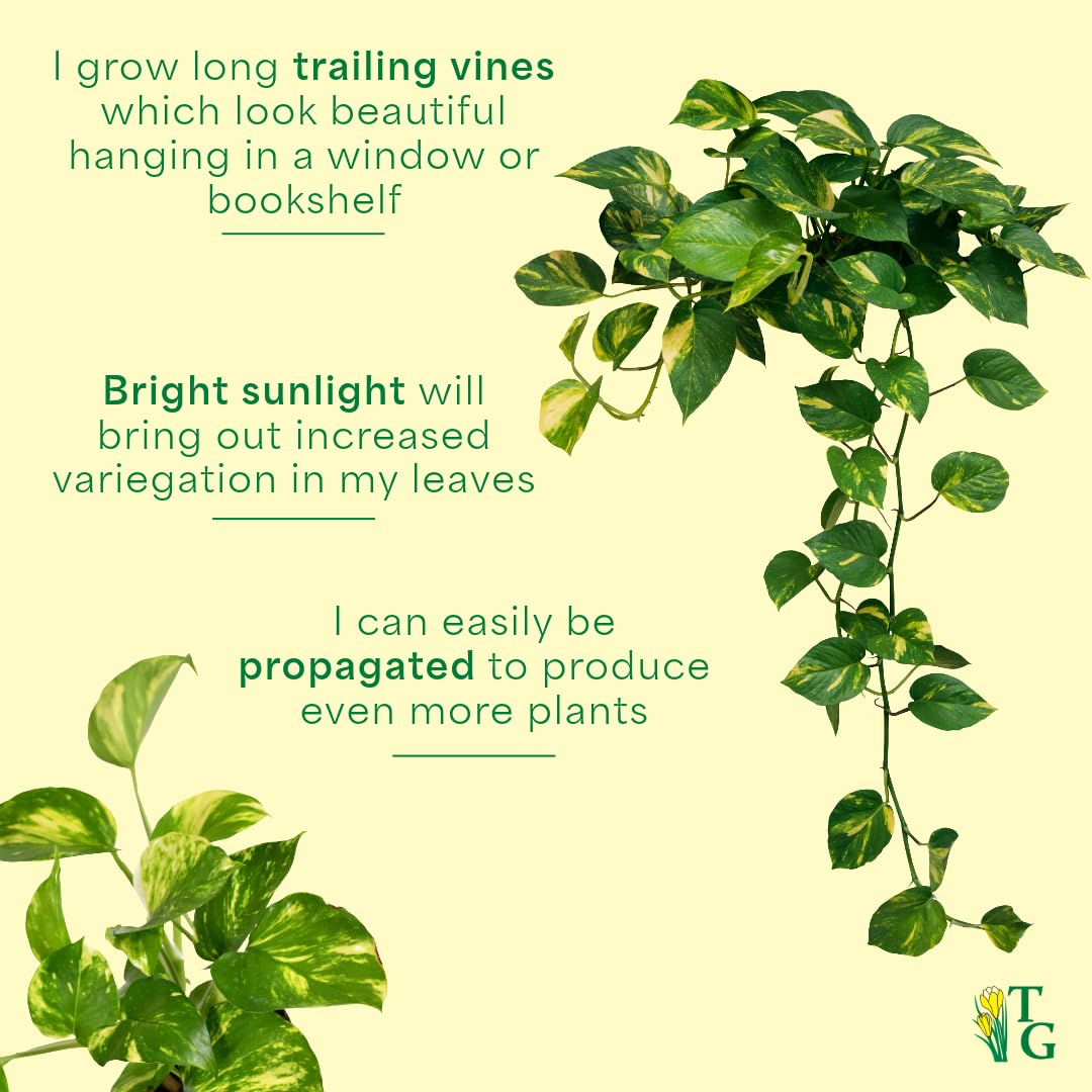 Thorsen's Greenhouse Golden Pothos, Live Indoor Vining Plant, Easy to Grow, Variegated Houseplant, Natural Air Purifier (3 Pack Nursery Pots, 4-inch Pot)