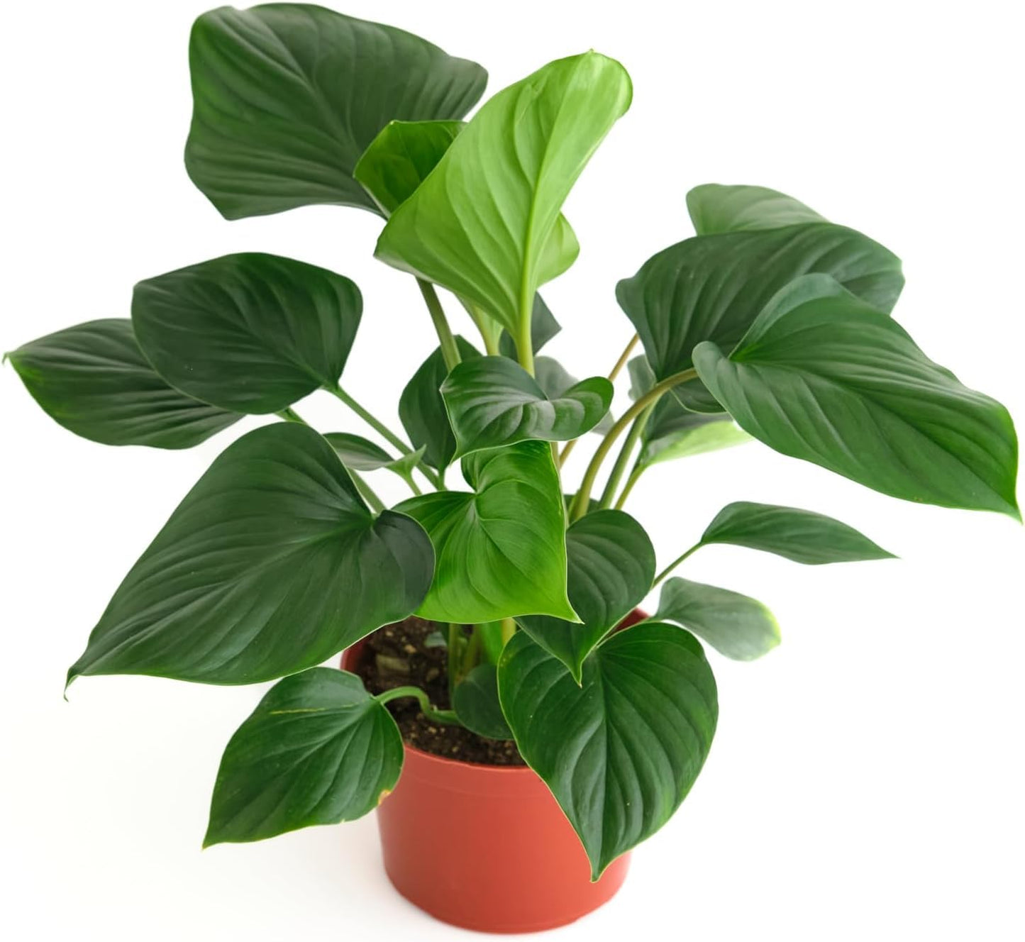 Shop Succulents Homelomena Emerald Gem, Live Indoor Plant, Low Maintenance Tropical Houseplant with Glossy Green Leaves, Ideal for Home Decor, Office, and Room Enhancement, 6 Inch Nursery Pot