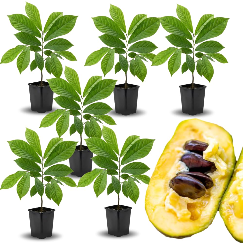 06 Live Pawpaw Trees Plants, 1 Year Old Bare Root, Sweet Custard-Like Flavor Paw Paw Asimina Triloba Plant for Spring Planting, Outdoor Orchard Garden