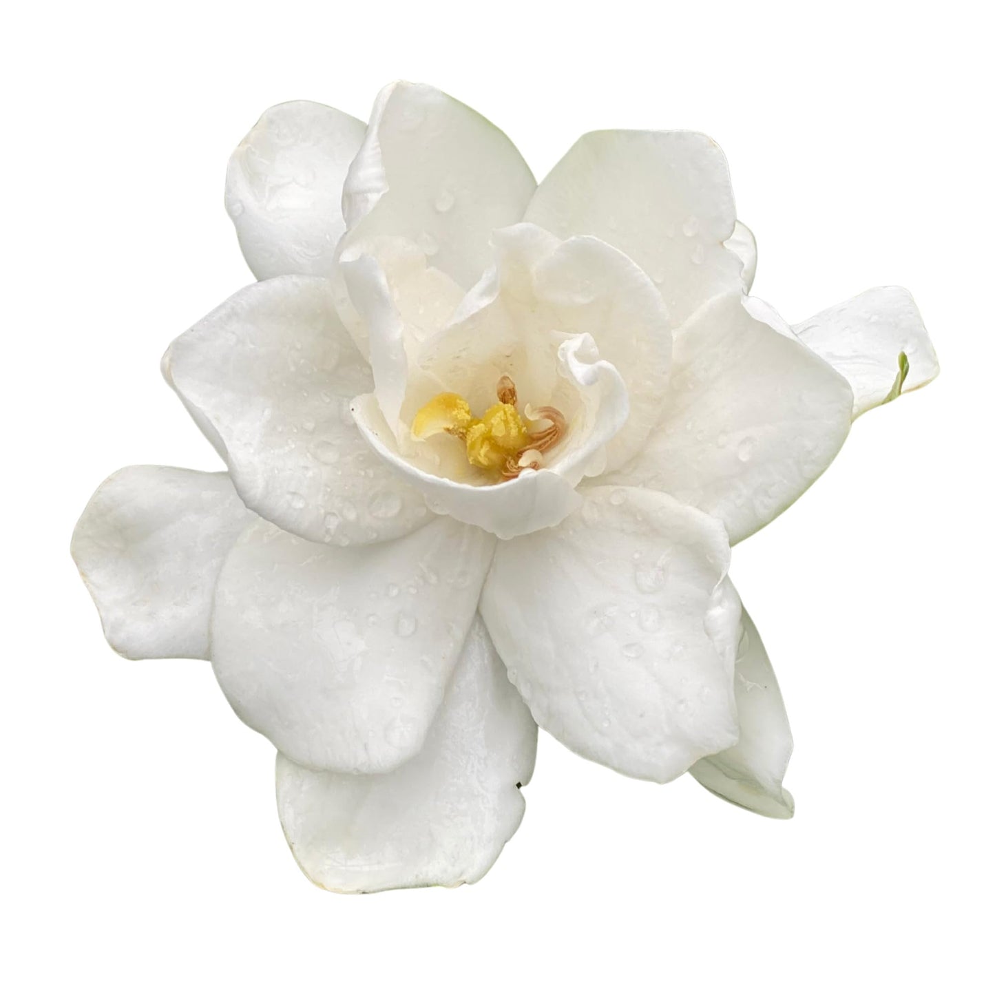 Proven Winners Pillow Talk Gardenia (Gardenia jasminoides) Live Plant, 4.5" Qt