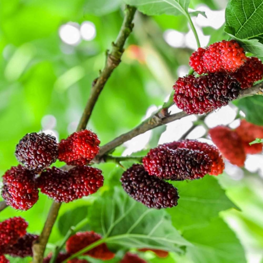 Red Mulberry Tree for Planting 4 to 8 Inch Tall, Mulberry Live Plant Outdoor, Mulberry Fruits