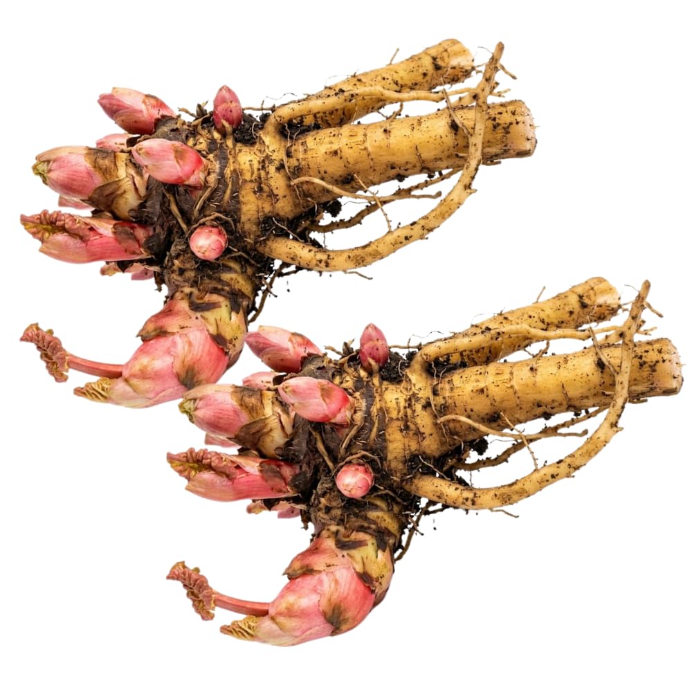 2 Rhubarb Roots, Cherry Red Variety, 4-6 Inch Size, Low Maintenance Fruiting Perennial for Sunny Outdoor Spots
