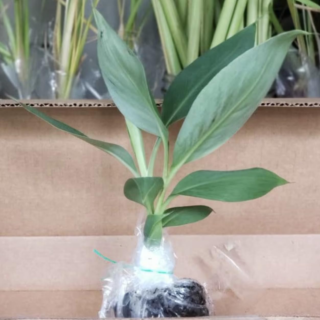 Grand Nain Banana Starter Plant - Live Banana Tree - 4-6 inches Tall (Grand Nain)