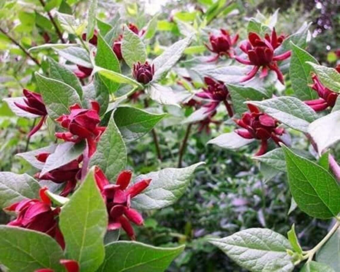 Live Plant - 2 Carolina Allspice/Sweet Shrubs - 6-18" Plants - Qt Pots - Calycanthus floridus