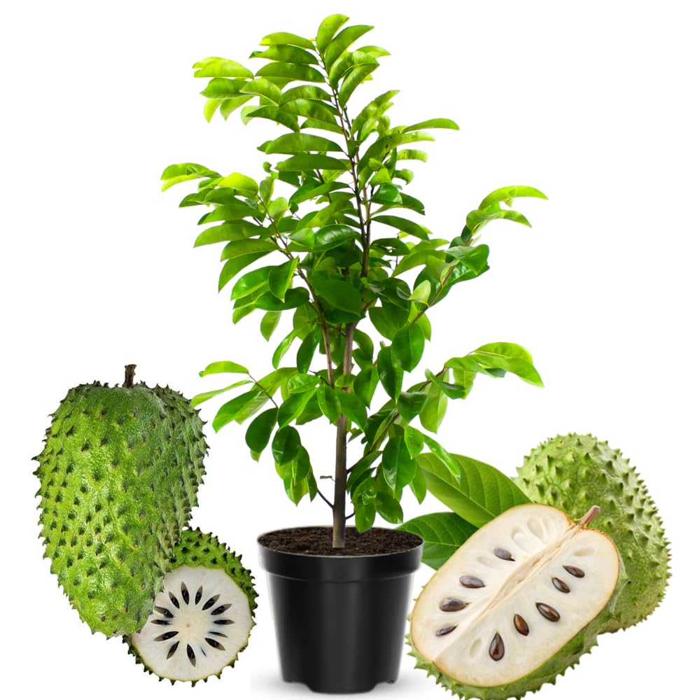 Soursop Tree Live Plant 8 Months Old No Pot, Tropical Annona Muricata Starter Plant, Very Fast-Growing, 5-9 Inches in Tall