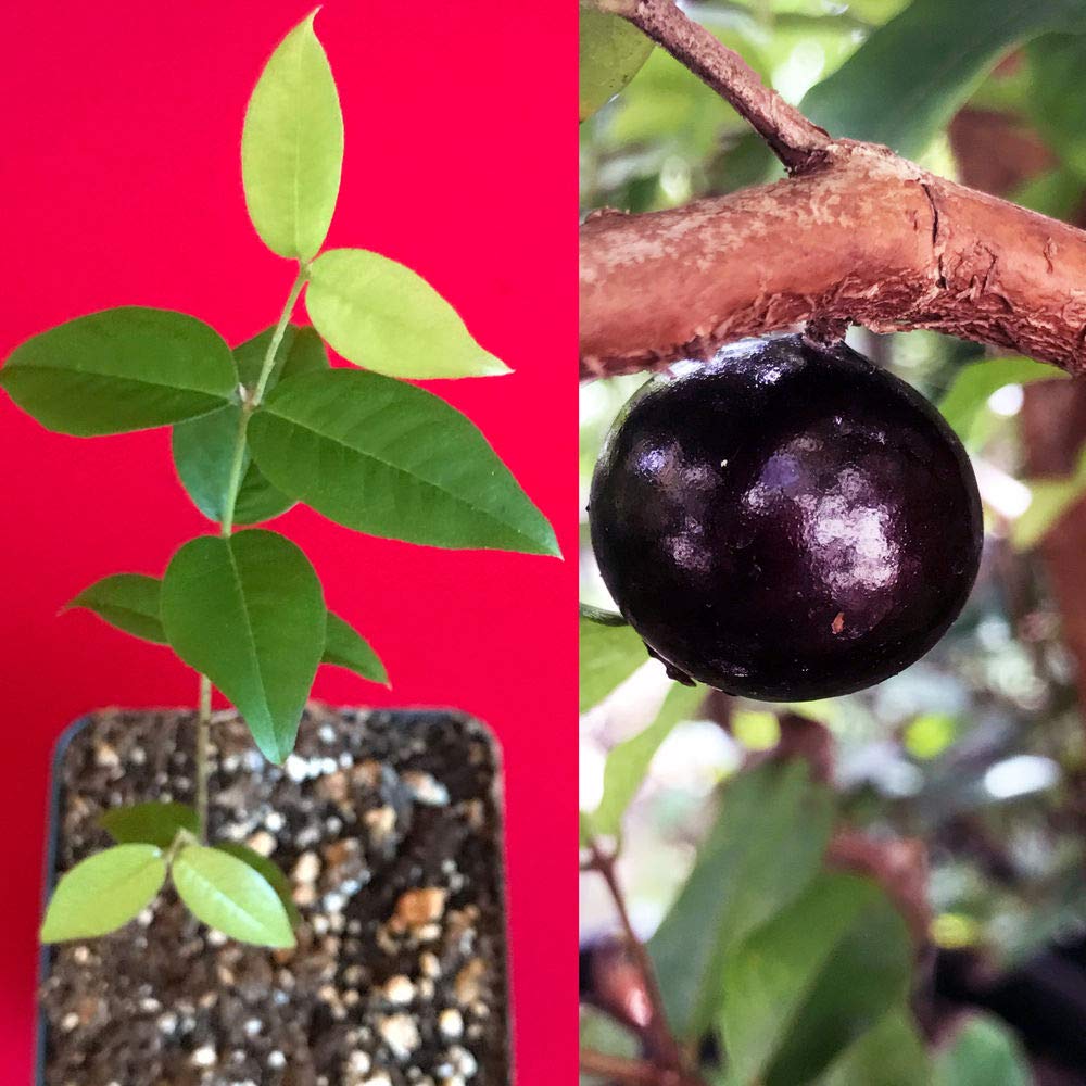 Red Hybrid Jaboticaba Myrciaria Plinia cauliflora x aureana Fruit Tree Plant