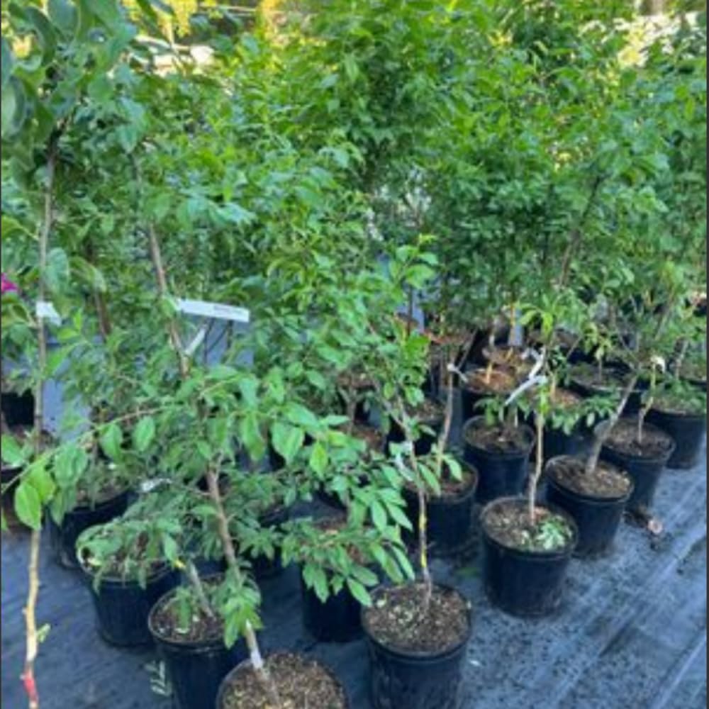 Methley Plum Tree Live Plant for Planting 2 to 3 Feet Tall, 3 Gallon Pot, Grafted Plum Plant Live, Sweet Plum Fruit Tree for Outdoor, No Ship to CA