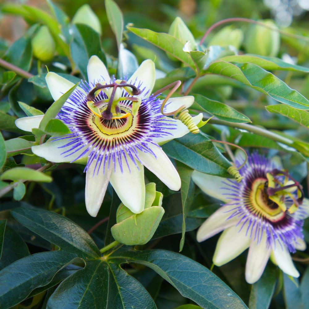 Set 2 Blue Passion Flower Vine Plants - Live Passion Flowers Plants for Outdoor Garden, 4 to 8 Inch Tall Size, Fragrant Flowers, No Pot