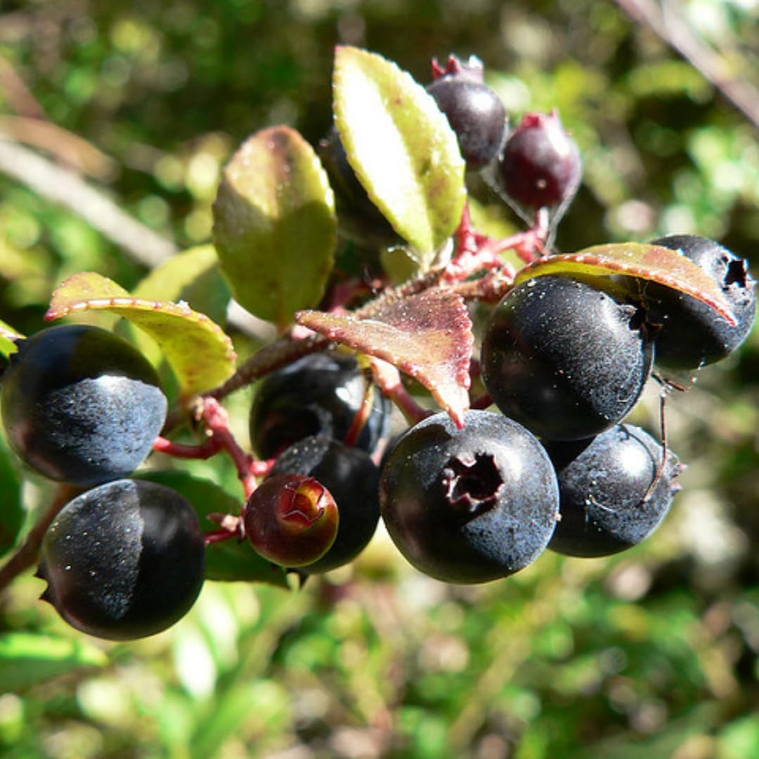 Sets 2 Black Huckleberry Bushes Tree Live Plant in 3" Pot, from 4-6 Inches Tall, Sweet Huckleberries Well Rooted, Dormant, Blueberry Like Shrubs