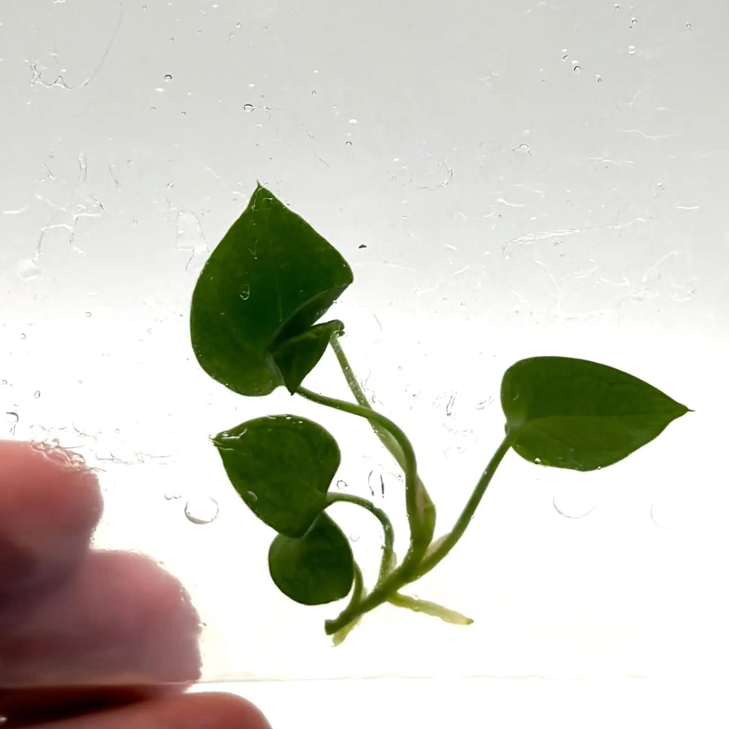 Anthurium Magnificum Tissue Culture Plant | Queen Anthuriums Indoor Tropical House Plants Gifts | Live Houseplants | Starter Houseplant (Heat Pack Included)