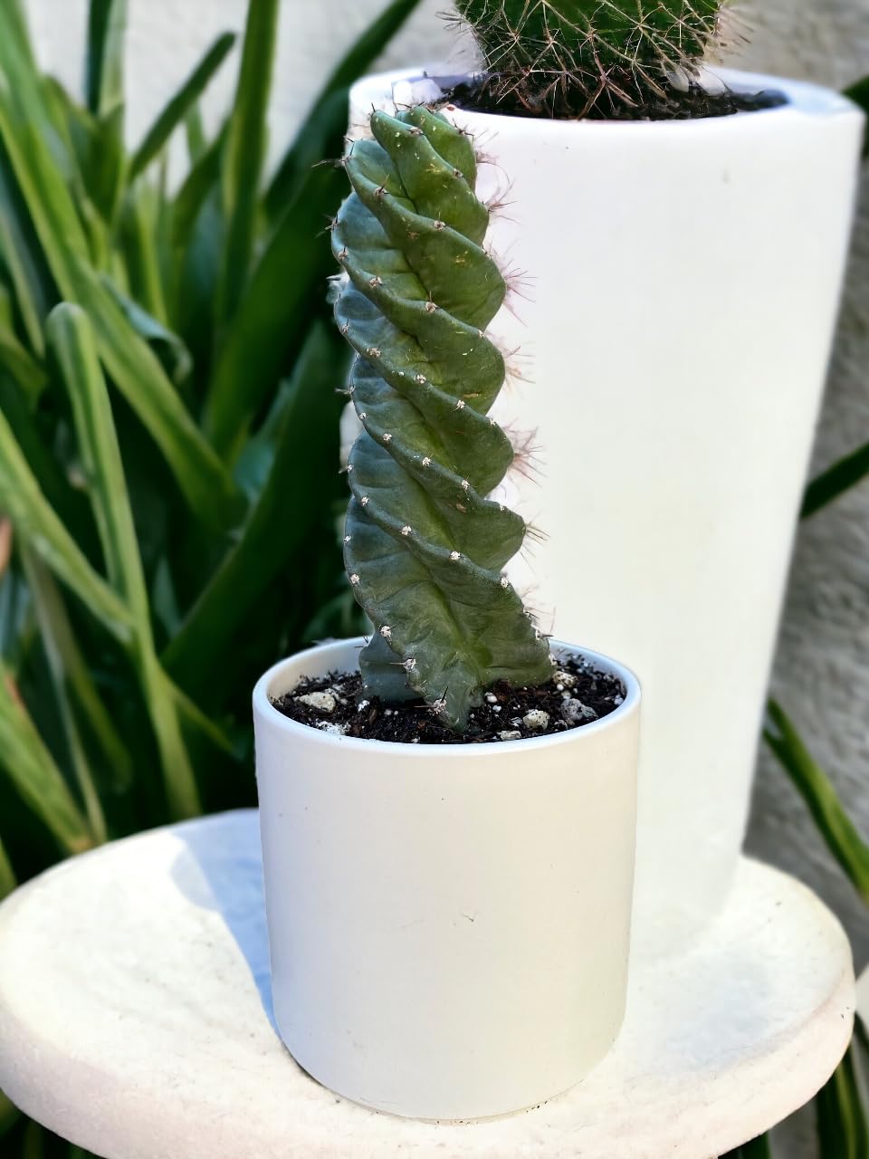 Spiral Cactus - Cereus forbesii 'Spiralis' - Twisted Rare Succulent - Tornado Cactus - Live Rooted Indoor Plants (12'')