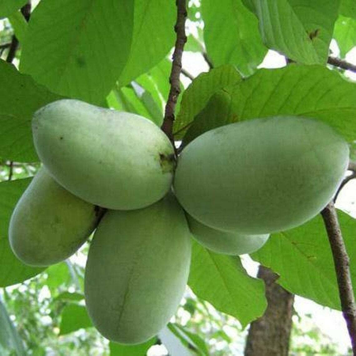 2 Paw Paw Trees - 6-12" Tall Seedlings - Quart Pots - Live Indian Banana Plants - Asimina triloba - (2 Pack)