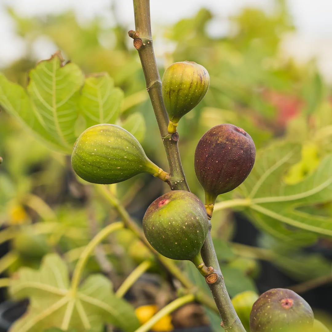 Live Celeste Fig Tree (5-9") - Ficus carica Sugar Fig - Cold Hardy Zones 6-10 - Sweetest Fruit Variety - Pest Resistant Closed Eye - Fast Growing Container or Garden Patio Plant - Self Pollinating