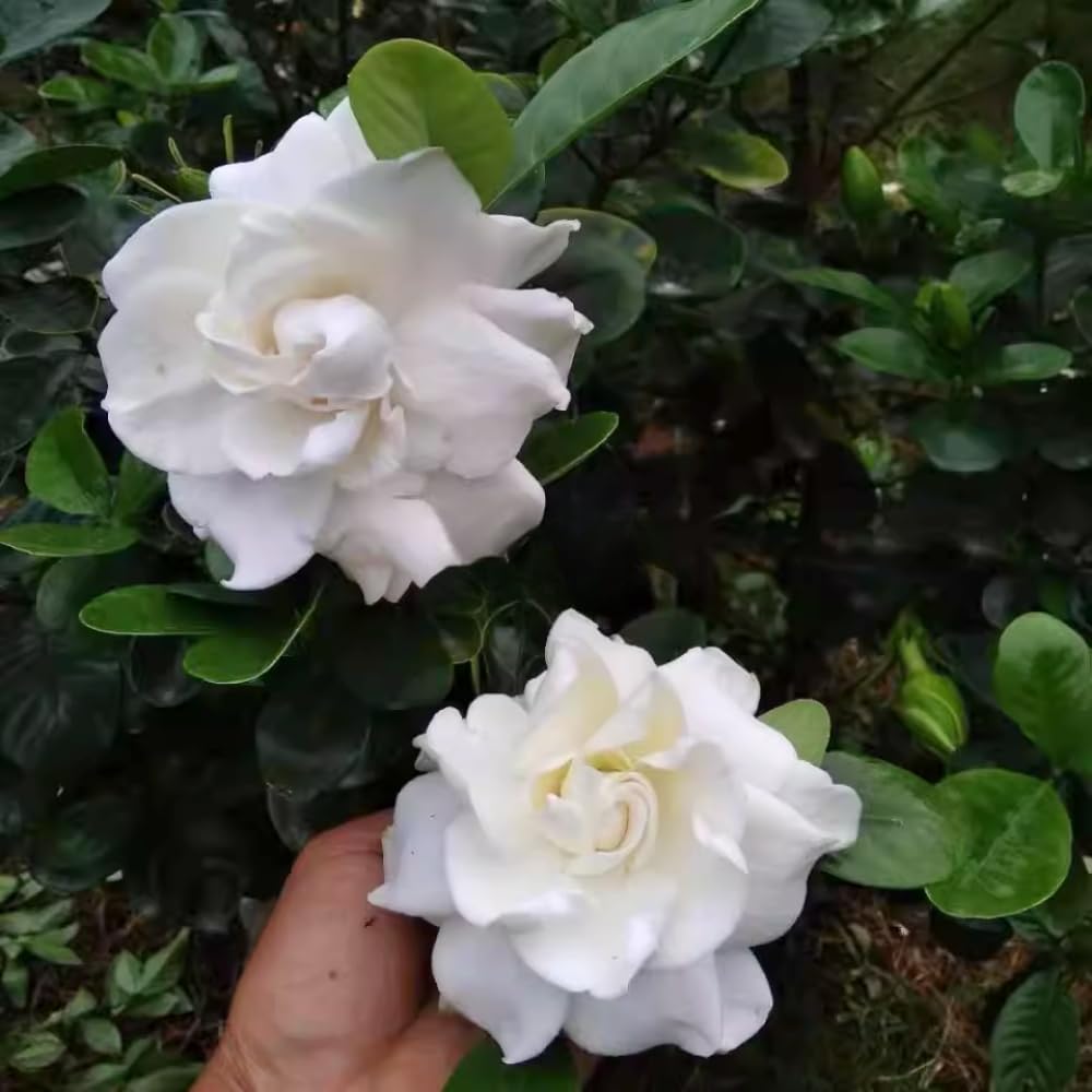 3 Jasmine Plants Live, Mix Jasmine Flower Plants Live Between 5 and 7Inc Long Outdoor Planting Indoor Fragrant Flowers, Easy to Plant