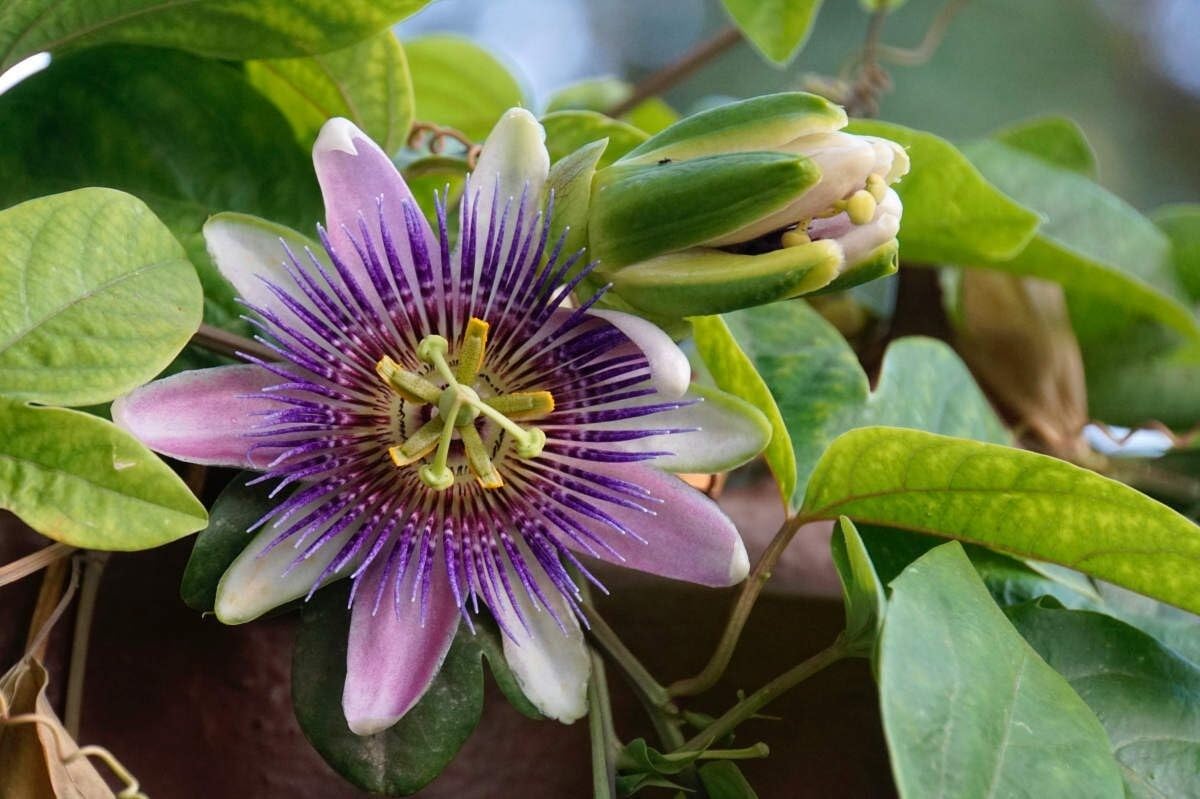 Live Plant - Blue Crown AKA Vine Blue Alato-Caerulea Passiflora Passion Fruit Starter Plant