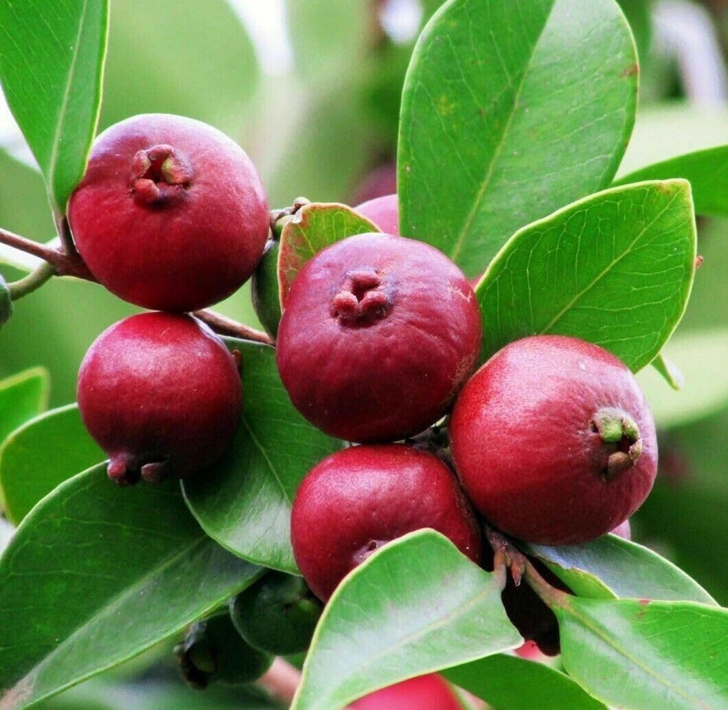 Live Plant - Strawberry Guava Tree/Shrub (Cattley Guava) - 6-12" Tall Live Plant - 2" Pot