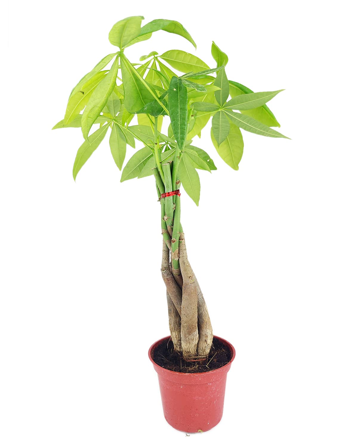 Braided Pachira Stump Money Tree (4" Grower Pot) - Feng Shui Lucky Plant for Home Office Decoration - Best Indoor Air Purifier Houseplant for Beginners - Low Light and Easy to Care Houseplant