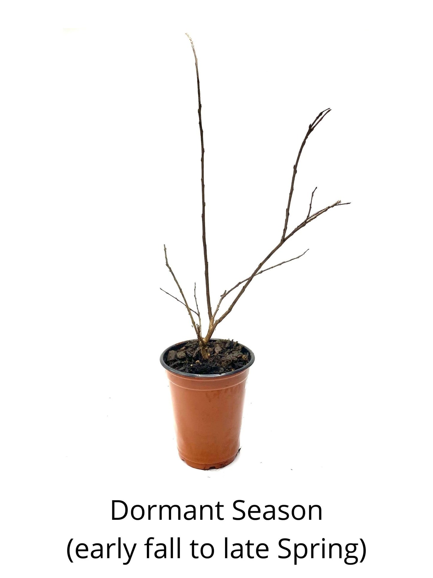 6 Pack - Red Flowering Crape Myrtle Trees - Lagerstroemia - Quart Container - 6-12 Inches Tall