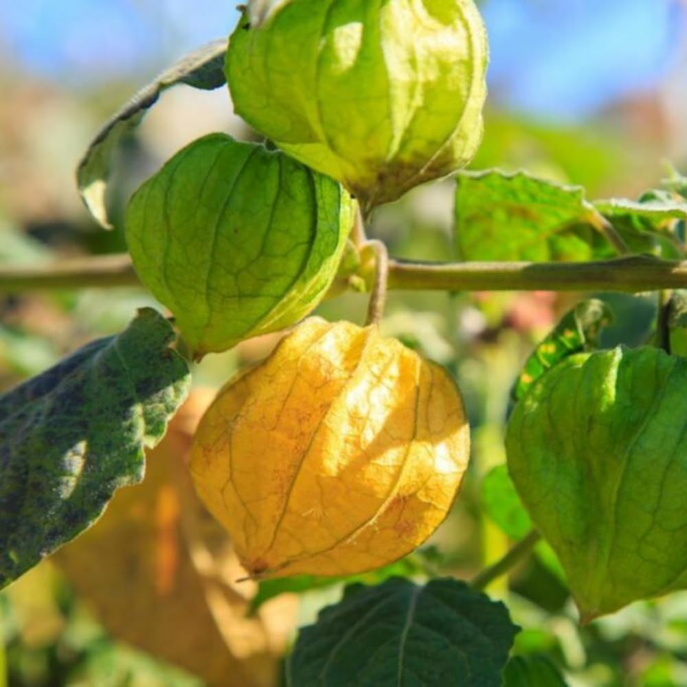 Cape Gooseberry Plant in 4 Inch Pot - Pack 2 Pots, Gooseberry Plant Live Potted, Sweet Yellow Fruits