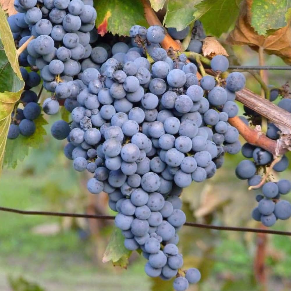 Grape Vine Plant Live for Planting, Grape Plant Live Grape Tree 1 to 2 Years Old, Grape Fruit Tree for Planting, Well-Rooted (Blue Black Grape)