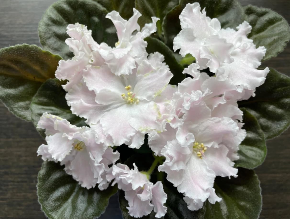White African Violets Live Plants, Random White Flowers, Indoor Flower Plant, Blooms All Year Round 4 Inch Pot