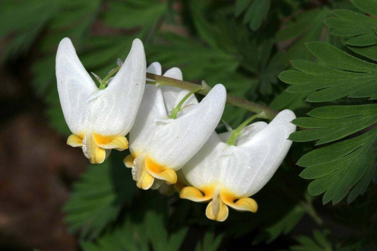 Live Plant - 5 Dutchman's Breeches Bulbs/Root Systems, Bleeding Heart - Dicentra cucullaria