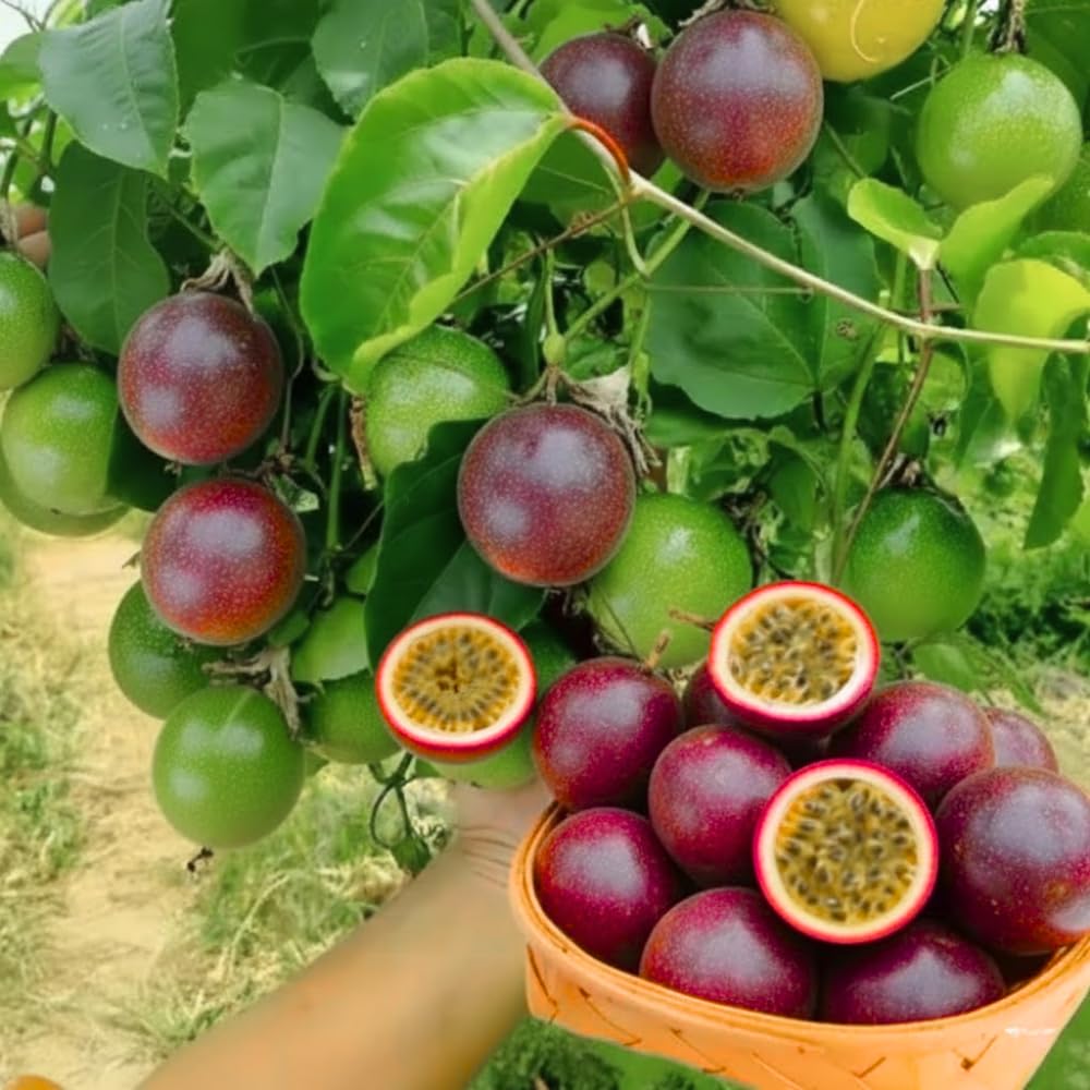 Passion Fruit Live Plant, Live Passionfruit Plant Vine, 4-6'' Tall, Red Passion Fruit Tree Live Plant for Outdoor Planting, Ready to Grow, Cold Hardy