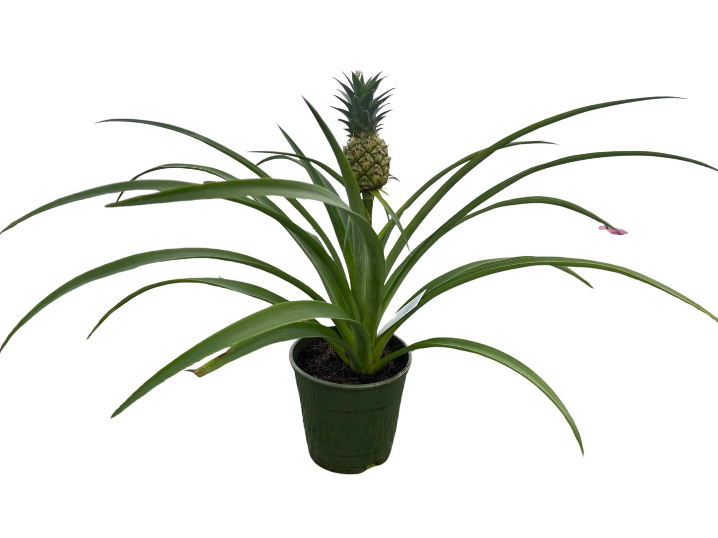 Fruiting Pineapple Plant - Ananas comosus - Great Indoors/Out - 5" Pot