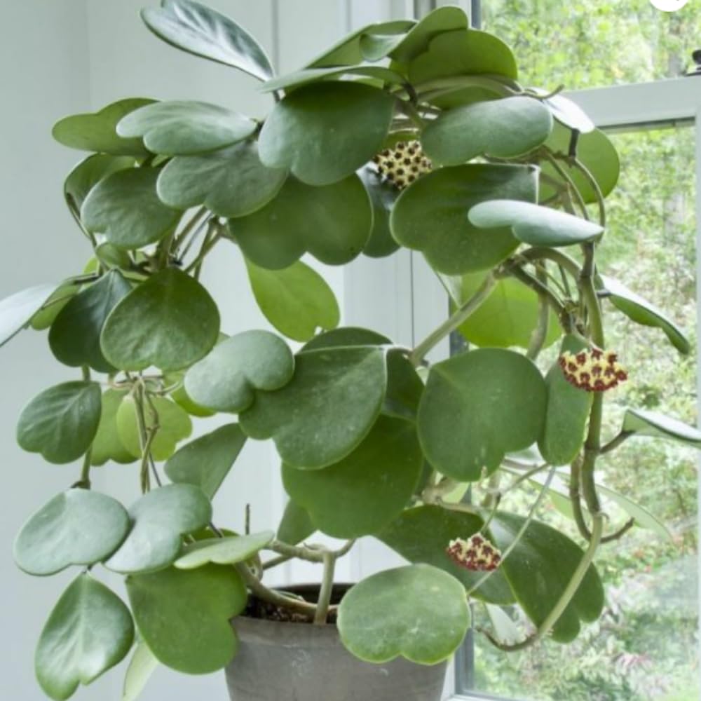 Green Hoya Kerrii Plant Live in 4-Inch Pot | Heart-Shaped Leaf Succulent | Unique Indoor Houseplant Gift for Home or Office Décor
