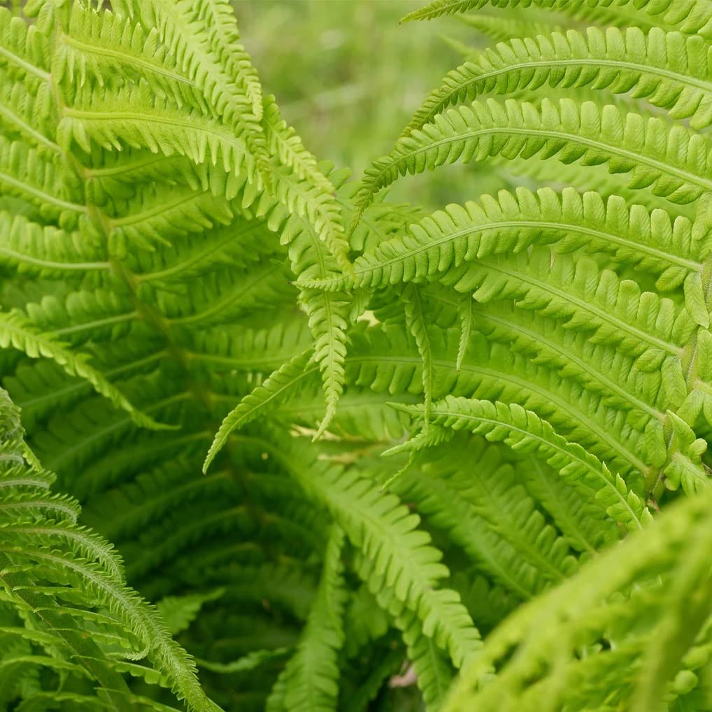Votaniki Tennessee Ostrich Fern Roots - Perennial Fern Root for Planting | Perfect for Shaded Areas - Low Maintenance and Hardy (1 Pack)